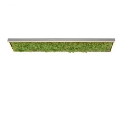 Green Knut LED-loftlampe med ægte mos