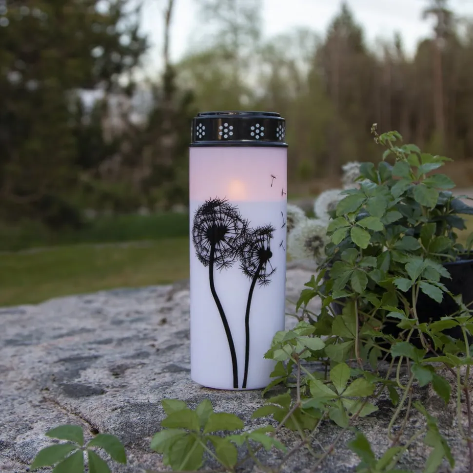 LED gravlys Mælkebøtte, 21 cm hvid/sort plast batteri